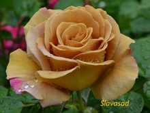 Honey Dijon  (Хоней Діжон) (Мультифлора)